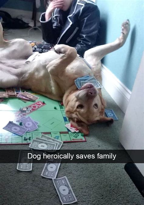 166 Hilarious Dog Snapchats That Are Impawsible Not To Laugh At Part 2
