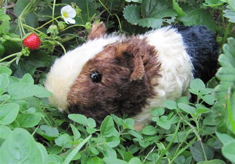 All Things Guinea Pig Toy Piggies