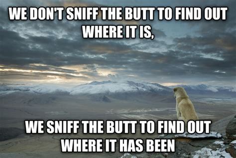 Contemplative Dog Its Not The Destination Its The Journey Meme Guy