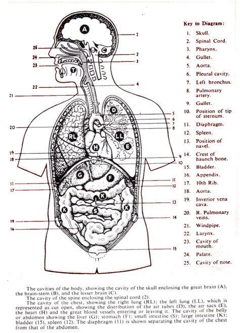 Torso Anatomy Chart The Human Skeleton Laminated Anatomy Chart