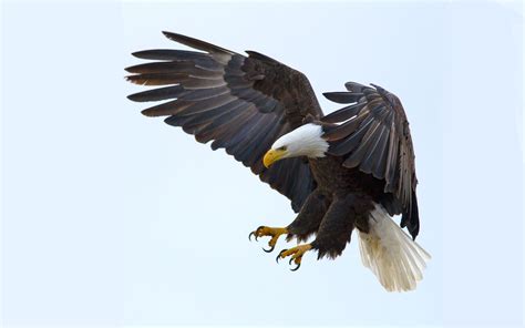 Underwater high resolution desktop backgrounds, blue, sea, animal themes. Bald Eagle Wallpaper For Your Cell Phone And Laptop : Wallpapers13.com