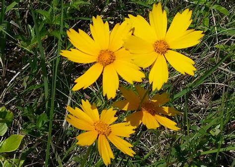 Plant State Wildflower Coreopsis In Landscapes Mississippi State
