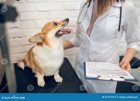 Cute Dog Being Examined By The Vet In A Clinic Stock Photo Image Of