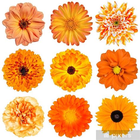 Imágenes De Flores Naranjas - Imágenes De Flores