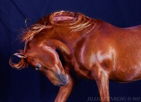 Book Lapologie Photographique De Jill Greenberg Horses Horses