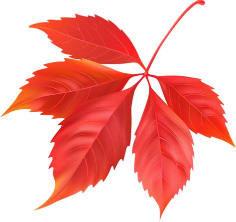 Red Maple Leaf Png Image Purepng Free Transparent Cc0 Png Image Library