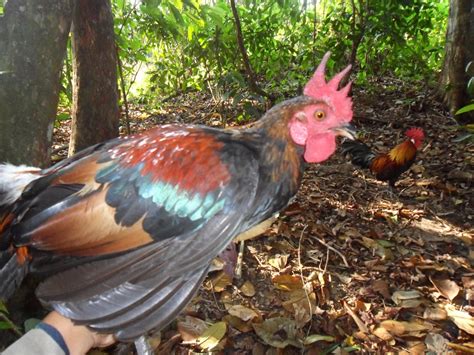 Gambar Ayam Hutan Asli Pulp