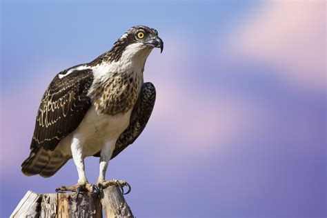 Osprey Fact And Information Guide American Oceans