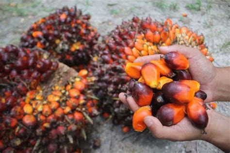 Malaysia palm oil prices are measured as the oil price in us dollars per metric ton. Malaysian palm oil price up for 4th session as soyoil ...