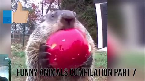 Amazing Funny Animals Compilation 7 Videos That Will Make You Laugh