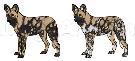 How To Draw African Wild Dogs Step 17 African Wild Dog Wild Dogs