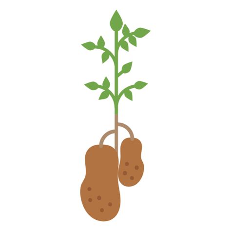 Potatoes Plant Design Element Transparent Png And Svg Vector File