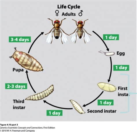 Blowfly Life Cycle Forensic Entomology