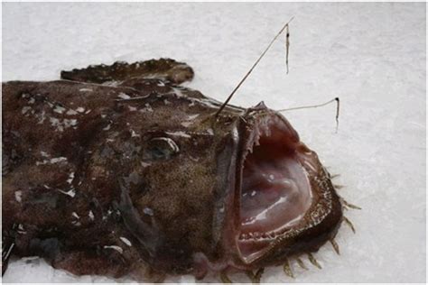 Top 10 Of The Most Ugliest Animals In The World Yorkfeed