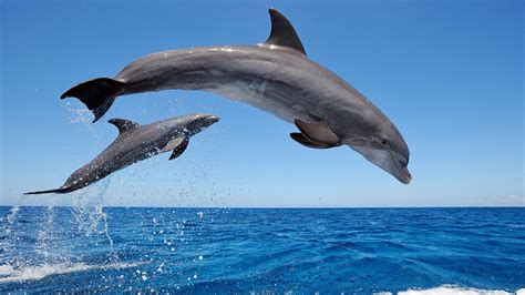 Learn more about life in the sea and the challenges facing our oceans. dolphin pictures - HD Desktop Wallpapers | 4k HD