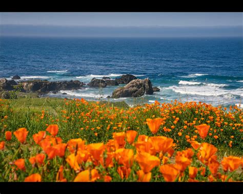 Pacific Valley Poppies Una Fotografía Tomada En Big Sur Ca Etsy