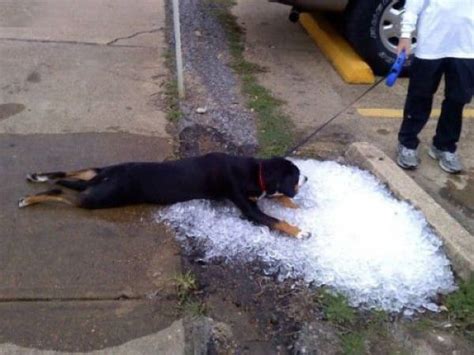 But these are definitely signs it's too hot outside. Damn It's Hot Outside (33 pics) - Izismile.com