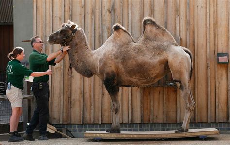 In Pictures London Zoo Annual Weigh In Daily Record