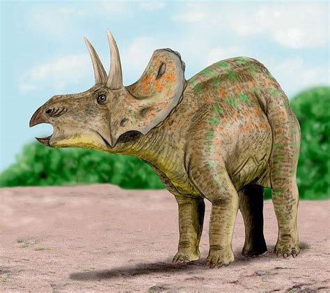 We did not find results for: Diceratops | Cool Dino Facts Wiki | FANDOM powered by Wikia
