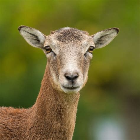 Premium Photo European Mouflon Ovis Aries Musimon Standing In The