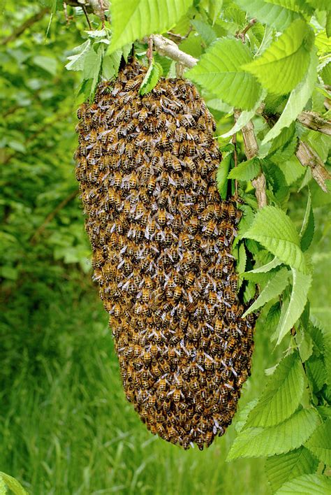 Honey Bee Swarm Photograph By Sinclair Stammersscience Photo Library