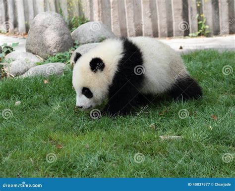 Giant Panda Cub Stock Image Image Of Likable Wildlife 40037977