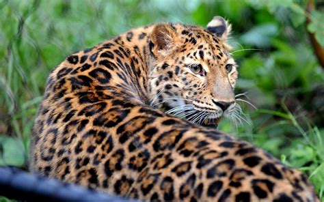 Rare Amur Leopard Now At Home At Bridgeport Zoo