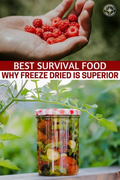 Best Survival Food Why Freeze Dried Is Superior