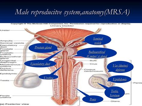 Ppt Male Reproductive System Anatomy And Physiology Powerpoint