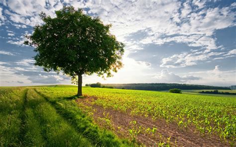 Free Download Tree In Field Wallpapers And Images Wallpapers Pictures