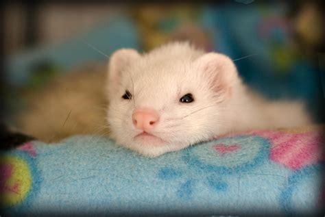 Just like dogs and cats, ferrets too can learn basic household manners, if trained consistently. Are Ferrets Good Pets? | Ferret Lovers