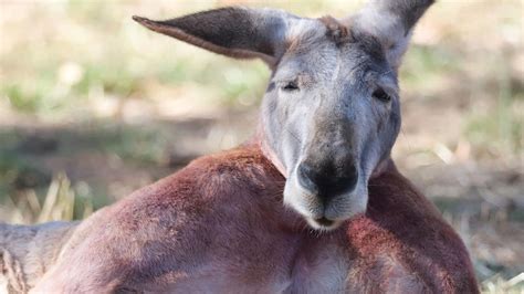 Buff Kangaroo From South Australia Stuns The Internet With Massive