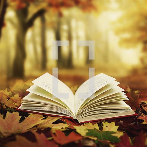 Open Bible In Fall Leaves — Photo — Lightstock