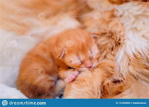 A Little Cute Ginger Kitten Is Sleeping On His Mother S