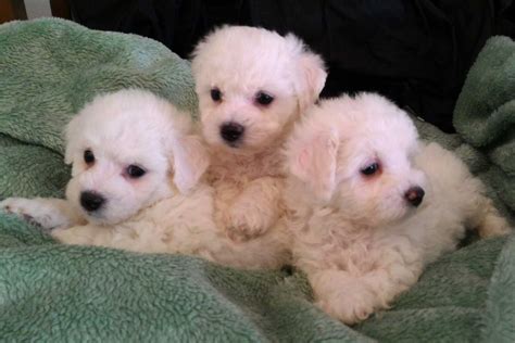 Bichon Frise Puppies For Sale Wa Englshrini