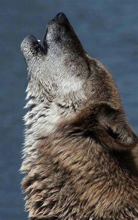 Human animal , wolf eyes ' first album with hair police 's mike connelly (who replaced aaron dilloway as a touring member of the band), polarizes the band's frenzied sounds and cavernous quiet even. Pin by Elliot Rosenstein on Fur - animal - Canidae (With images) | Wolf eyes