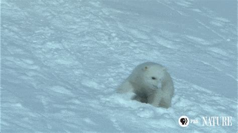 Polar Bear Animals Of Winter  By Thirteenwnet Find And Share On Giphy
