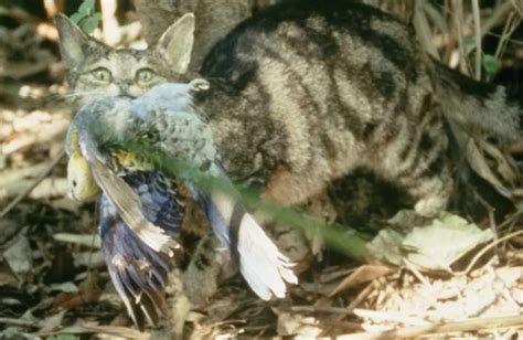 Cats In Australia Kill Over 2 Billion Wild Animals Each Year Pets Lovers