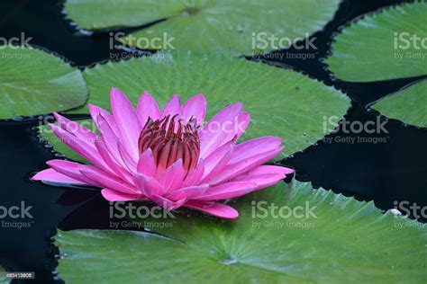 Red Water Lily Stock Photo Download Image Now 2015 Beauty In