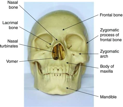 7 Skull And Oral Anatomy Pocket Dentistry