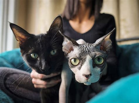 Woman Shocked After Realizing Her 700 Hairless Sphynx Cat Is Actually