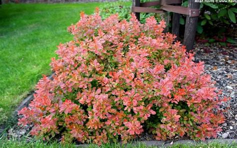 Buy Admiration Barberry Free Shipping Wilson Bros Gardens 3