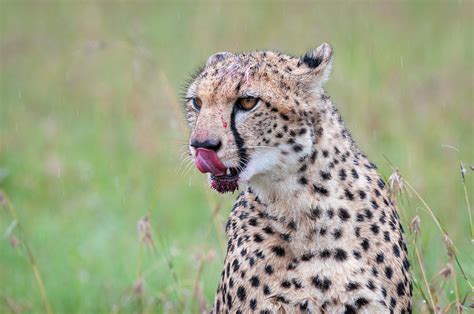 Cheetah Lick Sean Crane Photography