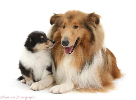 Rough Collie Dog And Puppy Photo Wp38067
