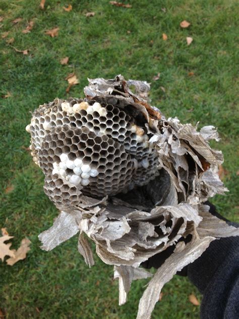 The Inside Of The Paper Wasps Nest Wasp Nest Bald Eagle Wasp