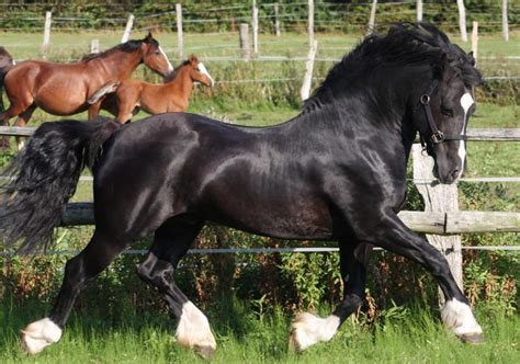 Welsh Cob Stallion Pretty Horses Beautiful Horses Most Beautiful Horses