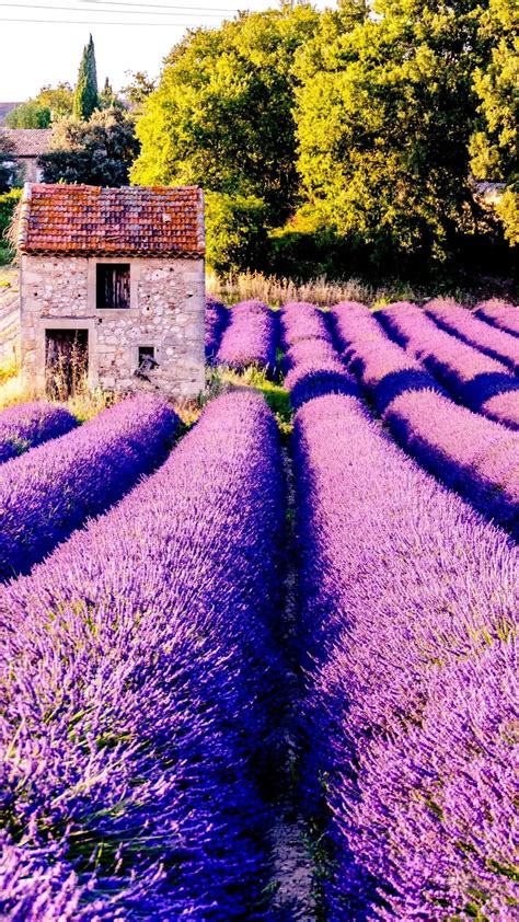 17 Lavender Iphone Wallpapers Wallpaperboat