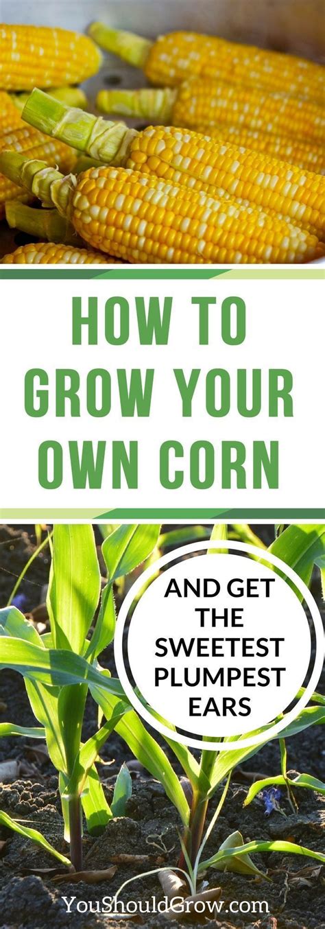 Growing Corn For The Sweetest Plumpest Ears Organic Gardening Tips