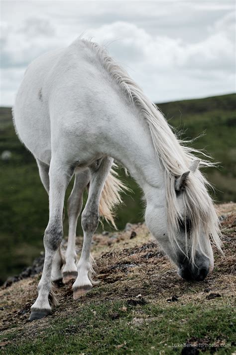 Wild Welsh Ponies On The Shropshire Hills — Luke Bennett Photography
