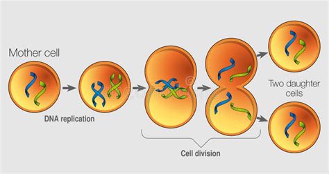 The Graph Shows In 5 Steps The Division Of A Cell Vector Image Stock